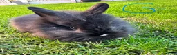 Lionhead rabbits for sale: Lionhead rabbits for sale  - Advert 21