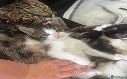 Savannah cats for sale: 4 kittens  - Image 5