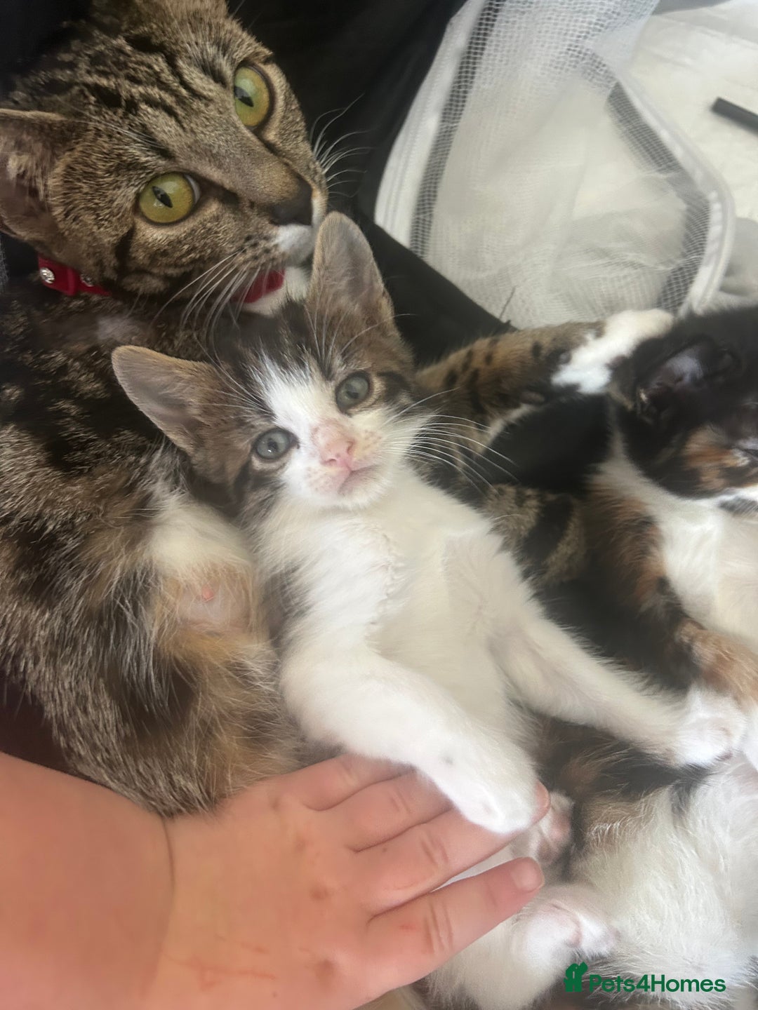 Savannah cats for sale: 4 kittens  - Image 5