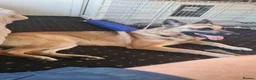German Shepherd dogs for sale: Barley - Advert 4