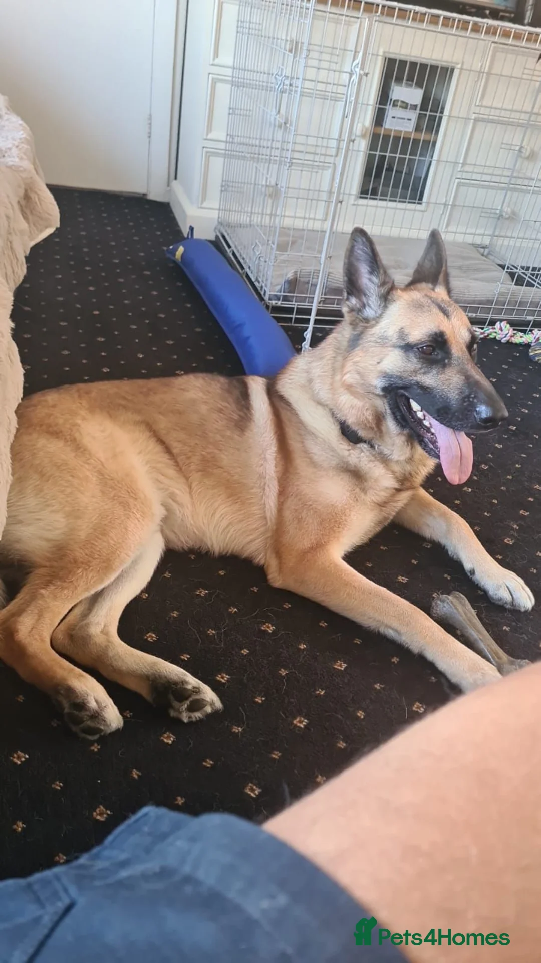 German Shepherd dogs for sale: Barley - Advert 4
