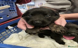 Mixed Breed dogs for sale: German shepherd x Working Labrador puppies  - Advert 1