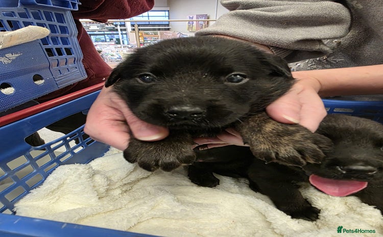 Mixed Breed dogs German shepherd x Working Labrador puppies  - Advert 1