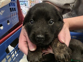 Mixed Breed dogs German shepherd x Working Labrador puppies - Advert 1