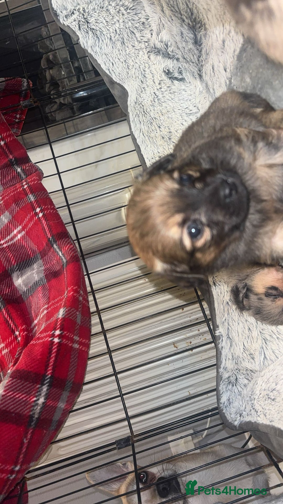 Chihuahua dogs for sale: MERLE CHIHUAHUAS 🐶 2 BOYS 1 GIRL STILL AVAILABLE - Advert 18