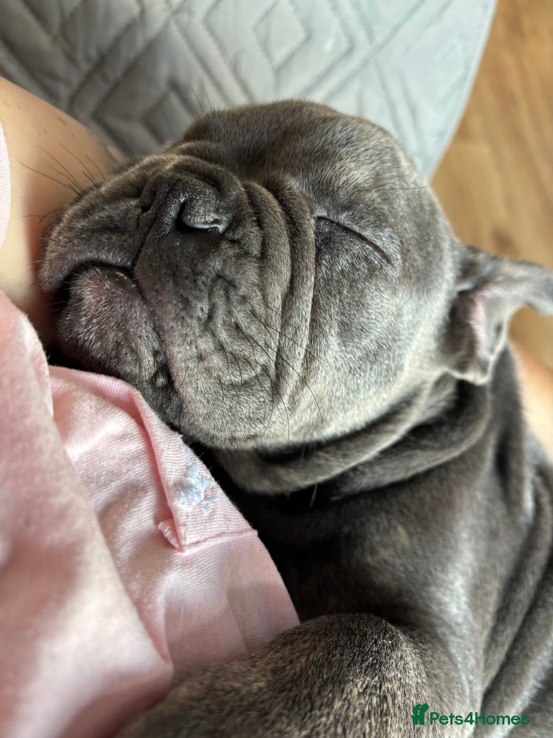Mixed Breed dogs for sale: French/English bulldog - Image 5