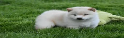 Japanese Shiba Inu dogs for sale: Exceptional Japanese Shiba Inu Puppies - Advert 32