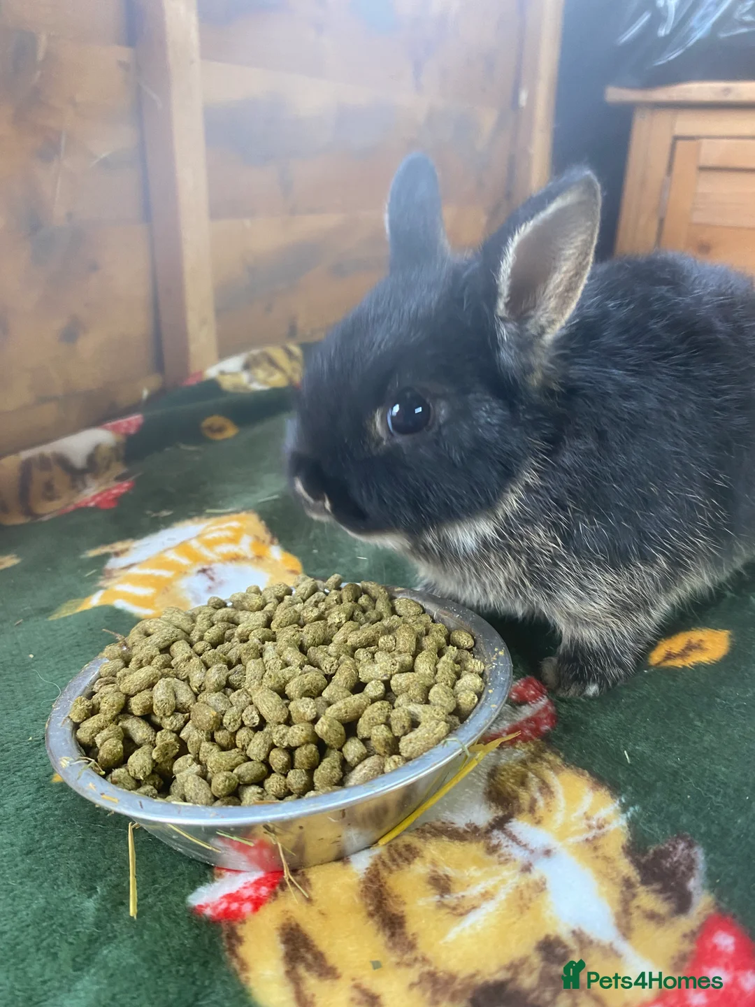 Netherland Dwarf rabbits for sale: Netherland dwarf rabbits  - Advert 2