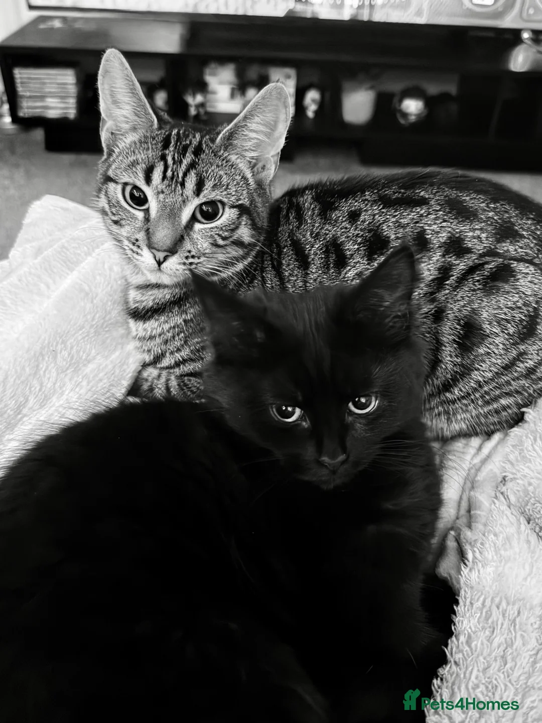 Mixed Breed cats for sale: Cats in need of rehoming in Swadlincote - Advert 2