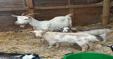 Goats livestock - Advert 13