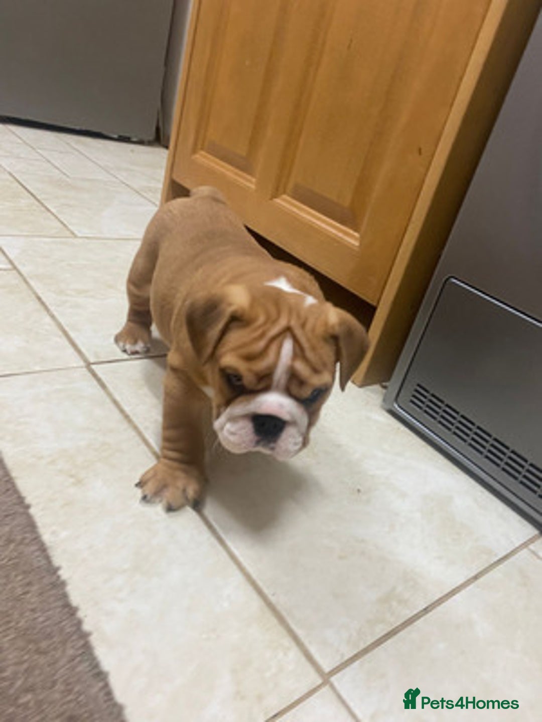 English Bulldog dogs for sale: Stunning Litter Of English Bulldog Puppies - Image 5