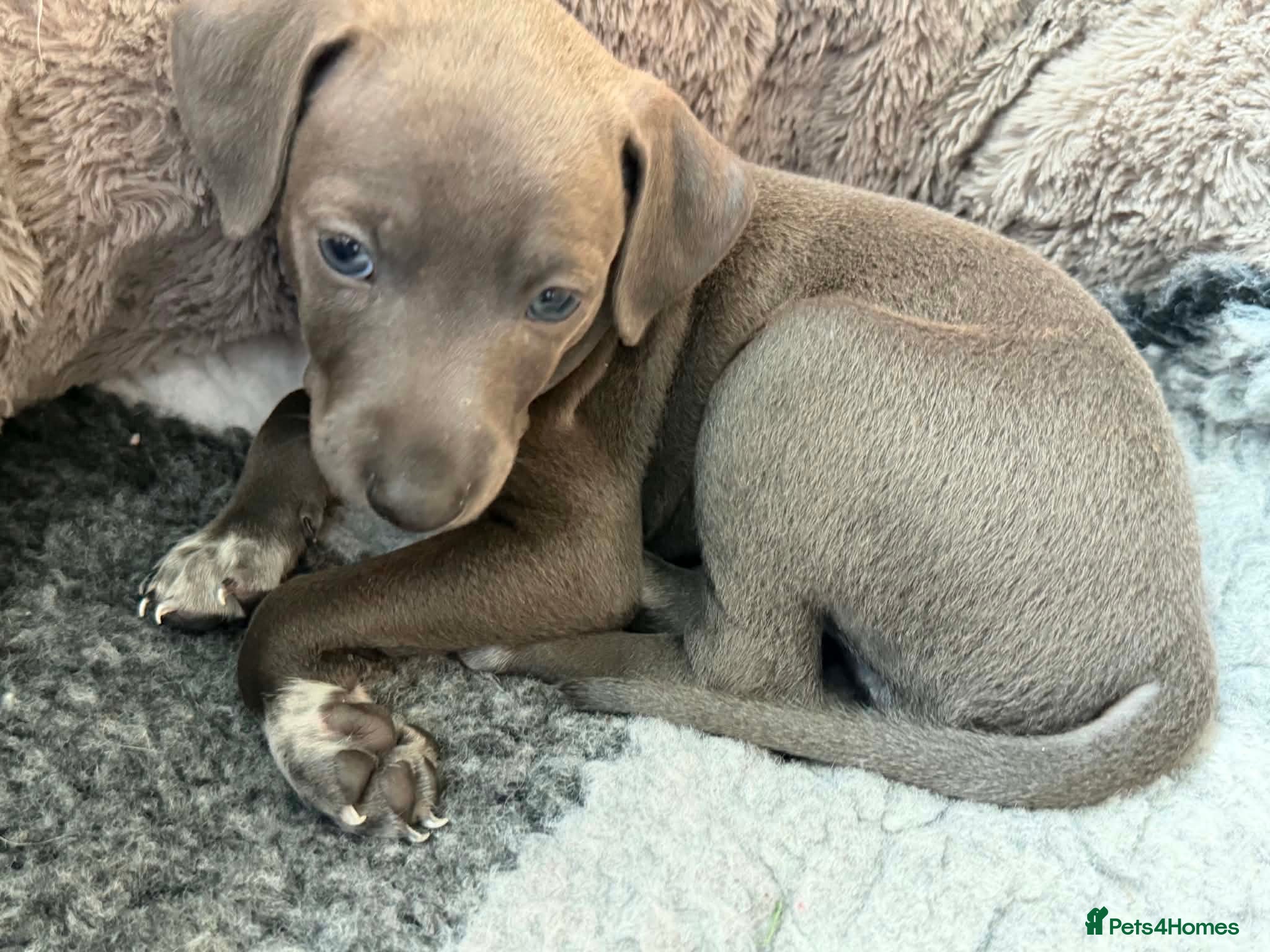 Italian Greyhound dogs Stunning well bred Italian greyhound  - Advert 8