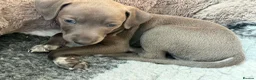 Italian Greyhound dogs for sale: Stunning well bred Italian greyhound -one boy left - Advert 1