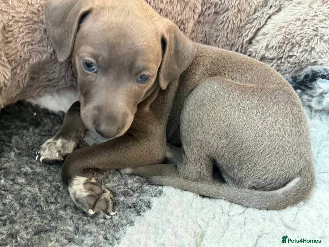 Italian Greyhound dogs for sale: Stunning well bred Italian greyhound -one boy left - Advert 1