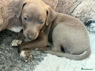 Italian Greyhound dogs Stunning well bred Italian greyhound - Advert 4