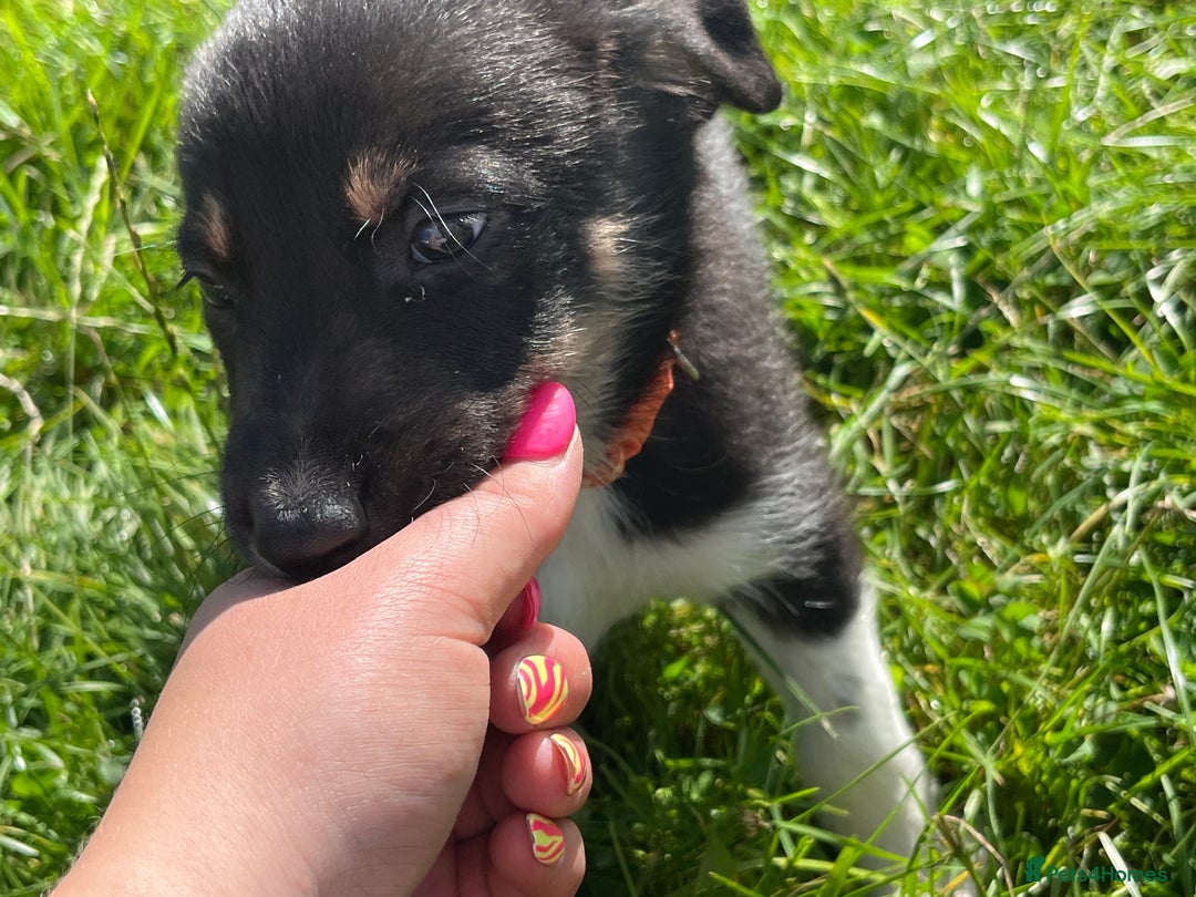 Border Collie dogs for sale: 4 border collie males looking for forever homes  - Image 22