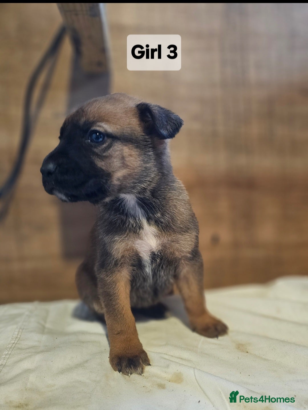 Mixed Breed dogs for sale: German shepard x rottweiler pups - Advert 17