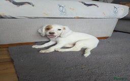 Cocker Spaniel dogs for sale: Cocker spaniels - Image 25