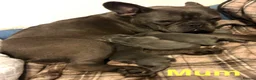 French Bulldog dogs for sale: Blue French bulldog puppies  - Advert 3