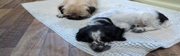 Mixed Breed dogs for sale: The Pug Who Raised a Duck Is Now Expecting Her Own - Advert 4