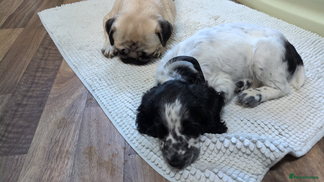 Mixed Breed dogs for sale: The Pug Who Raised a Duck Is Now Expecting Her Own - Advert 4