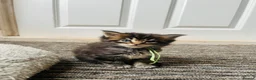 Maine Coon cats for sale: Stunning pedigree Maine coon kittens TICA  - Advert 5