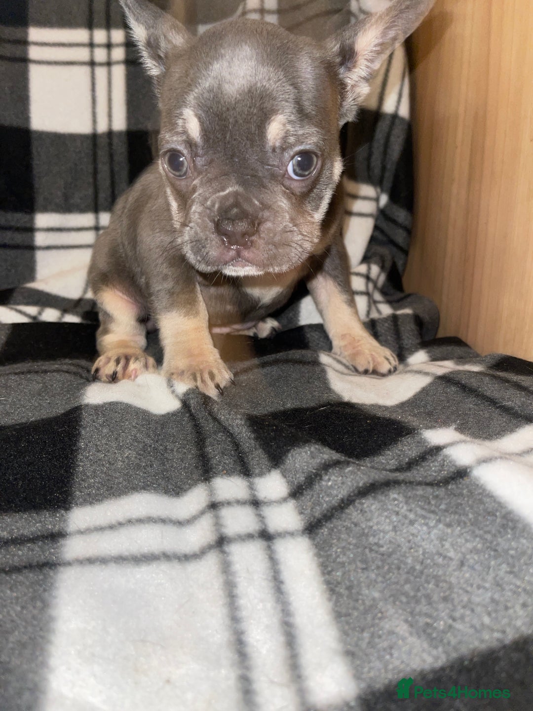 French Bulldog dogs for sale: Beautiful French bull dog puppies  - Advert 17