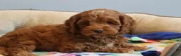 Cockapoo dogs for sale: Fox red Amazing obedience champion cockapoo pups  - Advert 6