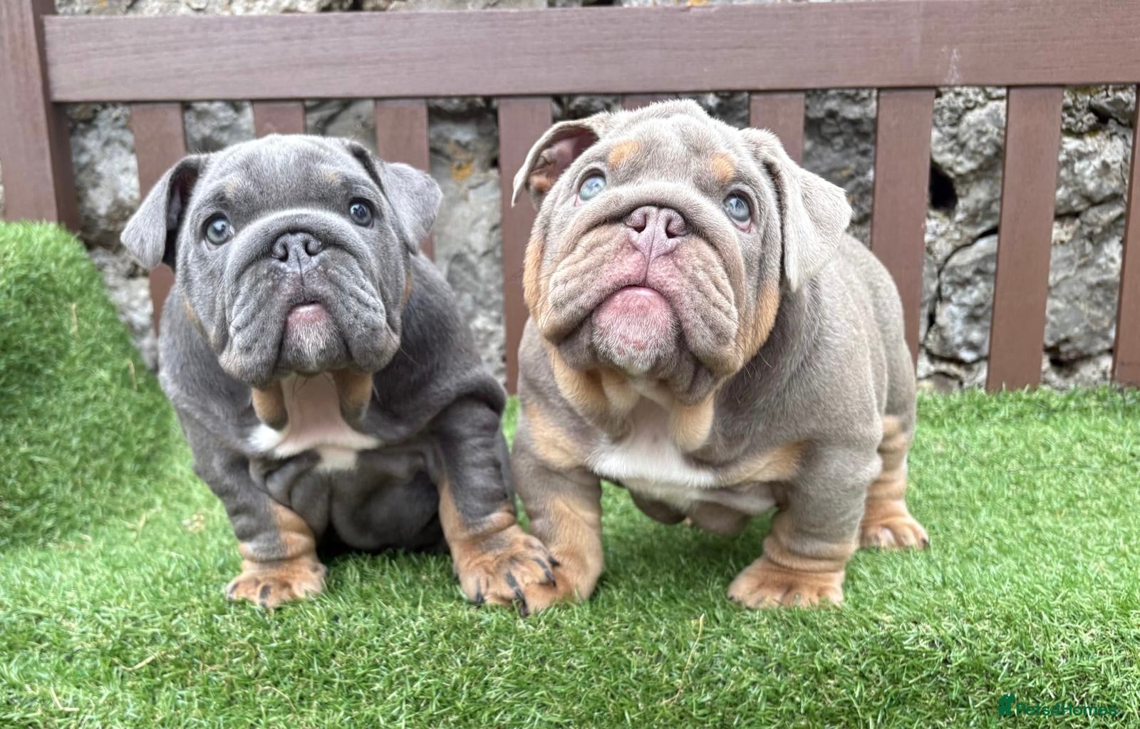 English Bulldog dogs Last female and last male left  💙❤️ - Advert 8