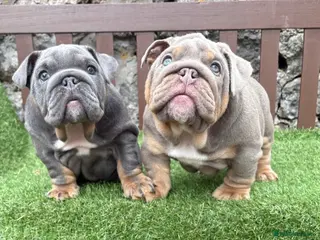 English Bulldog dogs Last female and last male left 💙❤️ - Advert 8