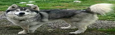 Utonagan 1