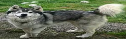 Utonagan dogs for sale: Twin Litter Mates for Rehome in Laurencekirk - Advert 7