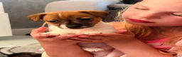Jack Russell dogs for sale: Stunning jackrussel puppies! - Advert 9