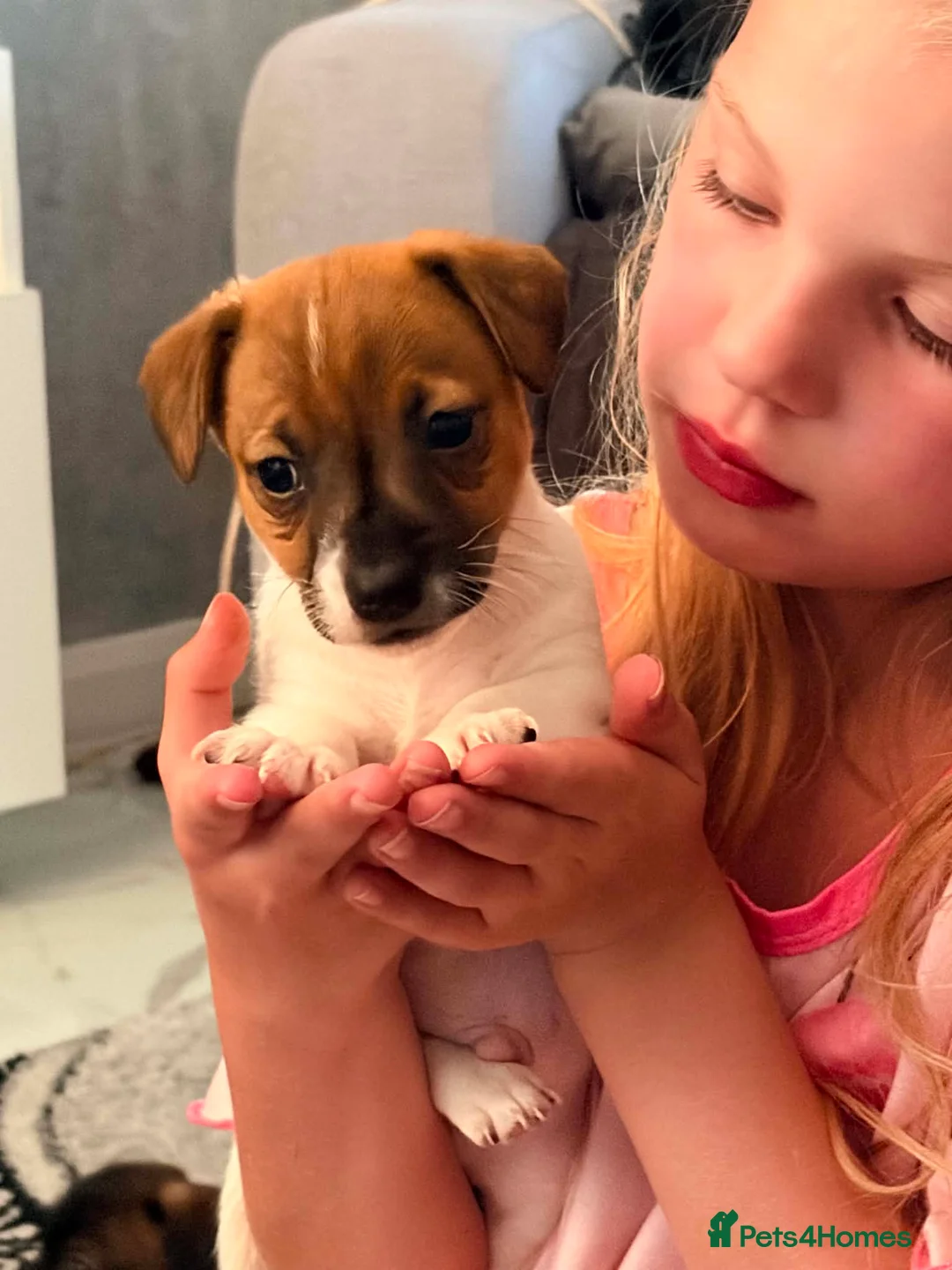 Jack Russell dogs for sale: Stunning jackrussel puppies! - Advert 9