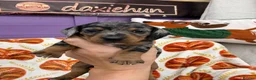 Miniature Dachshund dogs for sale: 4 adorable miniature dachshund boys available  - Advert 9