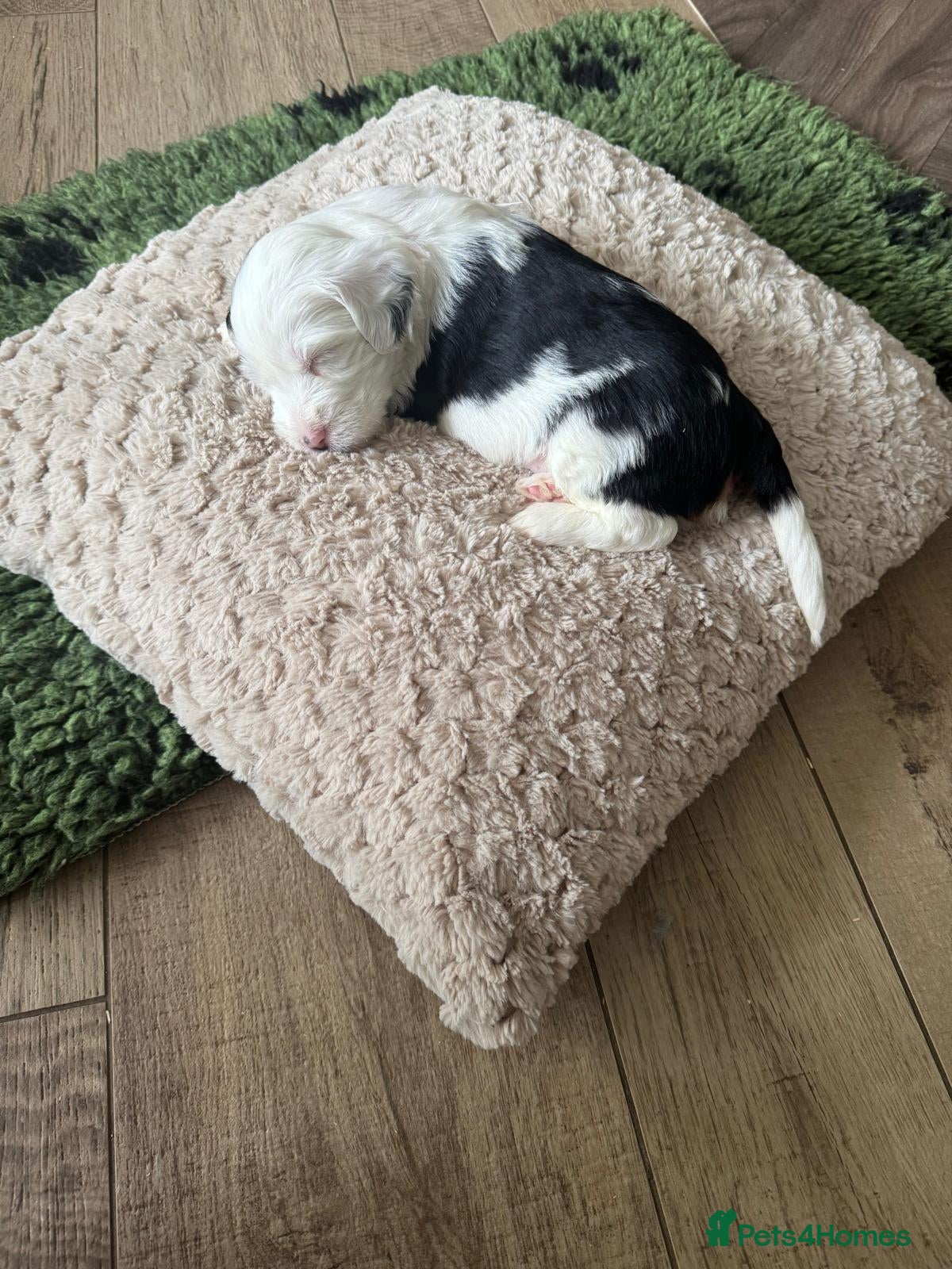 Tibetan Terrier dogs 7 tibetan terrier puppies.  - Advert 2