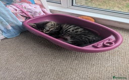 British Longhair cats for sale: 2 mixed British long hair boys - Image 2