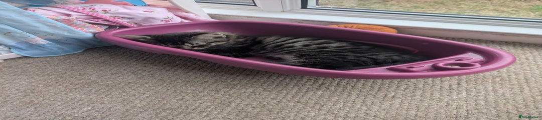 British Longhair Kitten 2