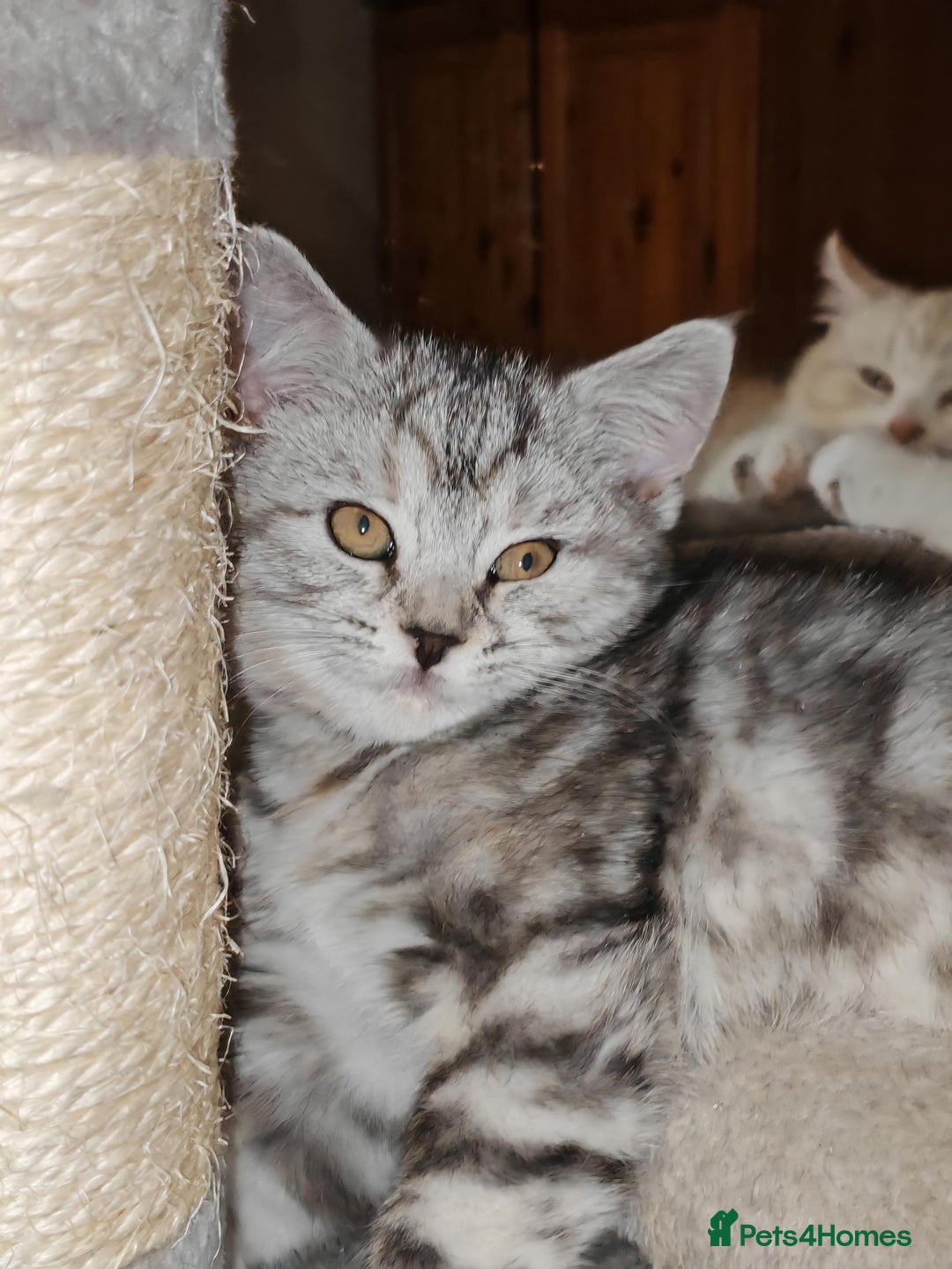 Mixed Breed cats for sale: British Shorthair Mix kittens - Ready Now - Advert 8