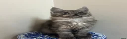 Maine Coon cats for sale: Licensed breeder-maine coon kittens - Advert 14