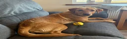 Labrador Retriever dogs for sale: 3.5 year old Labrador bitch  - Advert 1