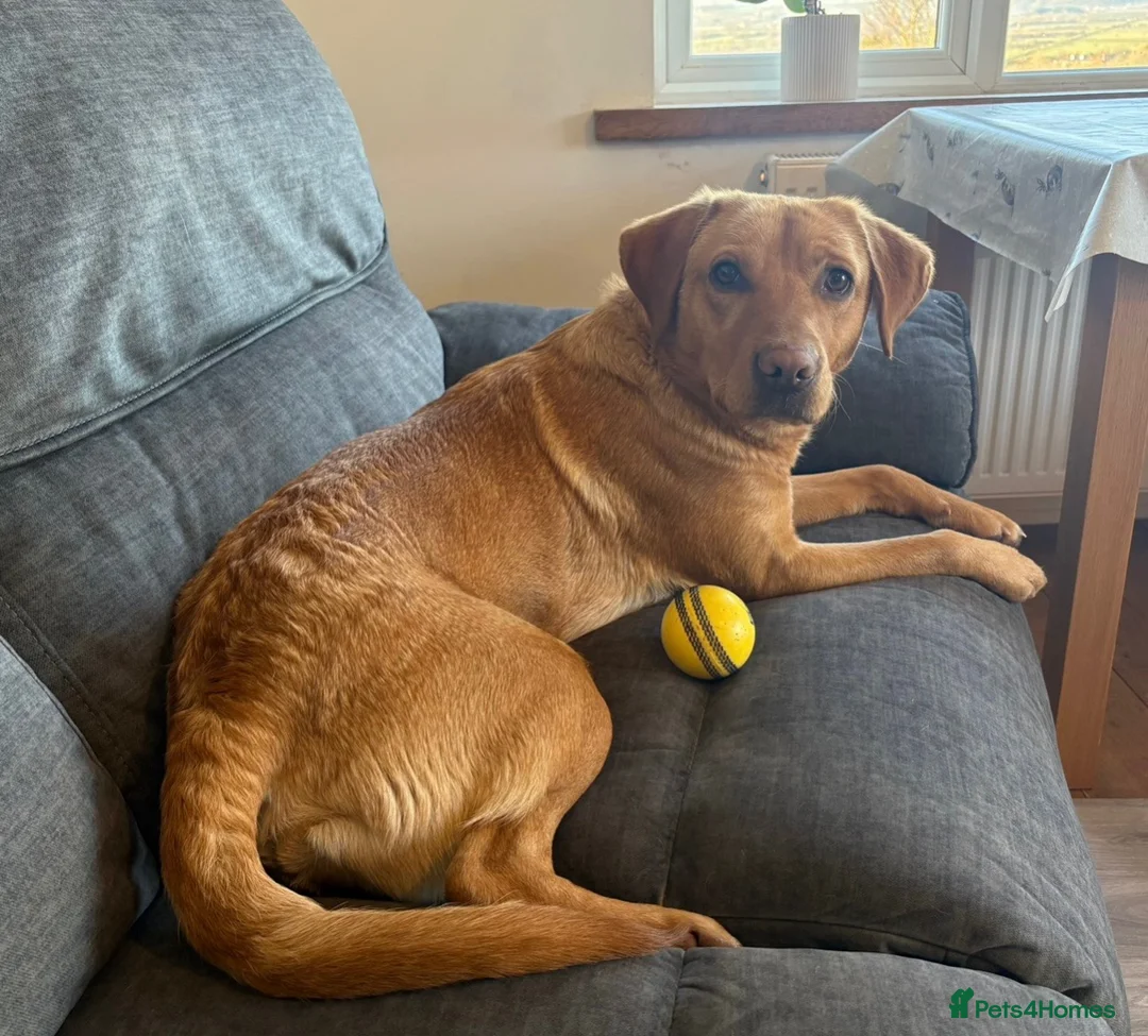Labrador Retriever dogs for sale: 3.5 year old Labrador bitch  - Advert 1