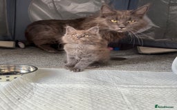 Maine Coon cats for sale: Beautiful TICA registered Maine coon kittens - Image 4