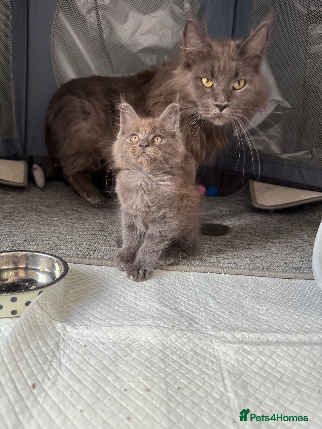 Maine Coon cats for sale: Beautiful TICA registered Maine coon kittens - Image 4