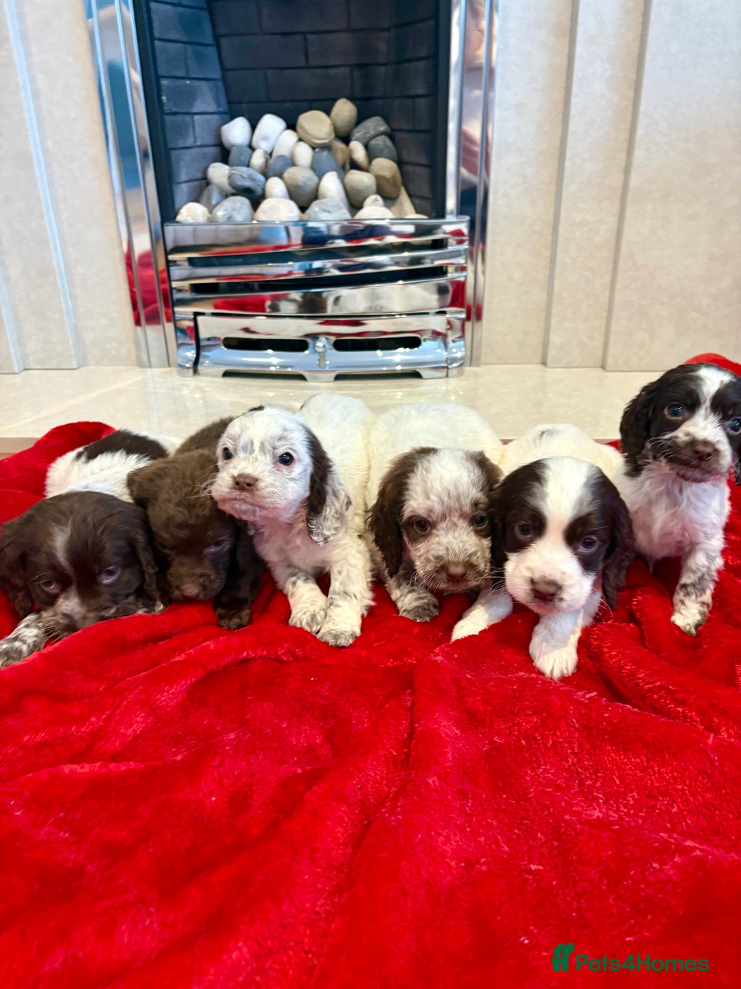 Cocker Spaniel dogs for sale: Cocker spaniel  - Advert 1