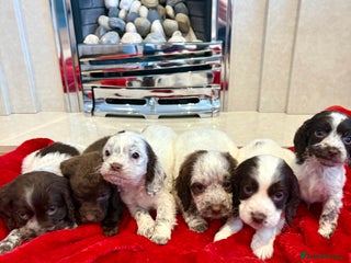 Cocker Spaniel dogs Cocker spaniel - Advert 2