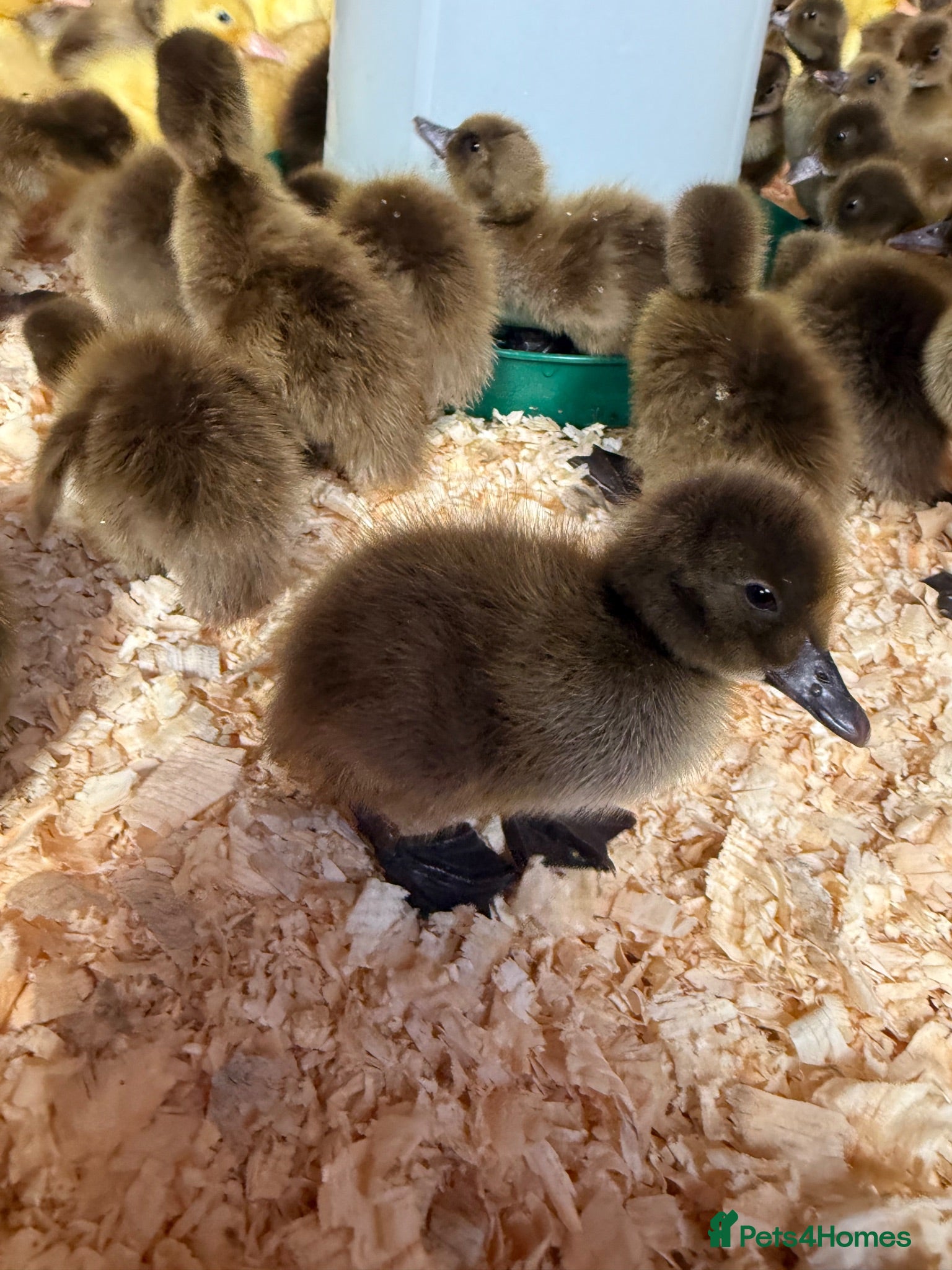 Ducks poultry Day old ducklings Khaki Campbell & cherry valley  - Advert 1