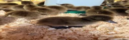 Ducks poultry for sale: Day old ducklings Khaki Campbell & cherry valley  - Advert 1