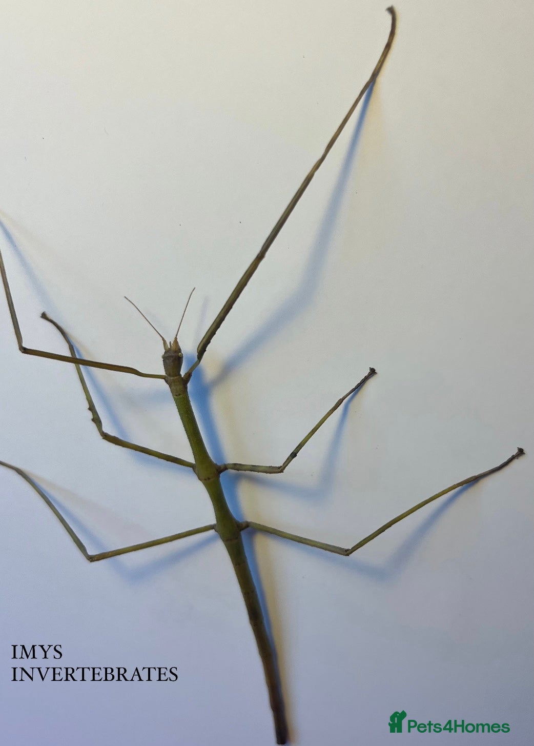 Stick Insects invertebrates X2 GIANT VIETNAMESE STICK INSECTS HAPPY TO SHIP - Advert 1