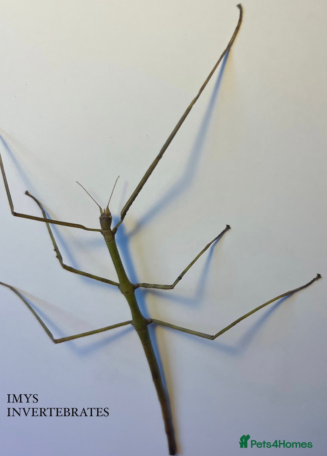 Stick Insects invertebrates for sale: X2 GIANT VIETNAMESE STICK INSECTS HAPPY TO SHIP - Advert 1